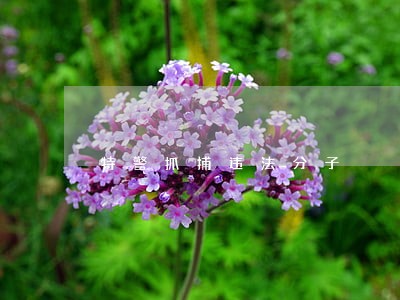 特警抓捕违法分子 特警抓捕违法分子