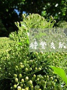特警支队法制大队张祥谦事迹材料 特警支队法制大队张祥谦事迹材料