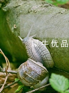 犀牛优品逾期几天会爆 犀牛优品逾期几天会爆