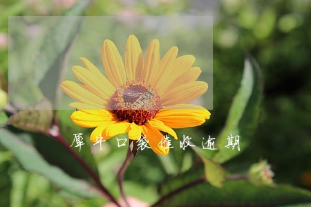 犀牛口袋催收逾期 犀牛口袋催收逾期