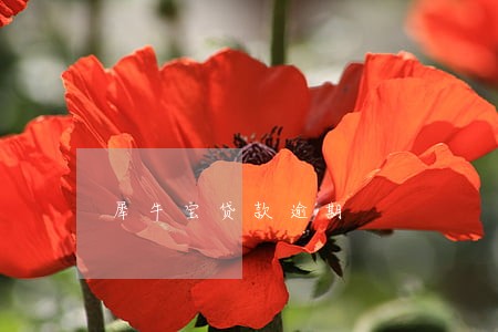 犀牛宝贷款逾期 犀牛宝贷款逾期