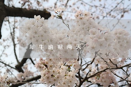 犀牛逾期两天 犀牛逾期两天