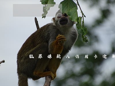 犯罪嫌疑人信用卡逾期