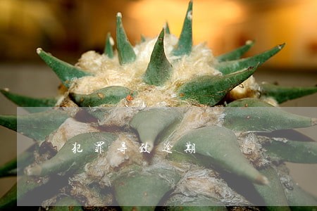 犯罪导致逾期 犯罪导致逾期