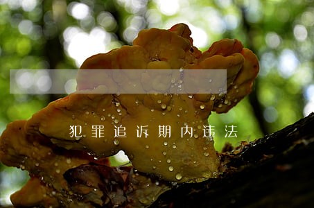 犯罪追诉期内违法 犯罪追诉期内违法