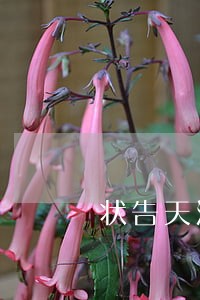 状告天涯反被律师出卖 状告天涯反被律师出卖