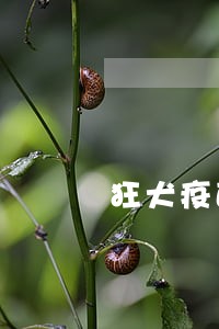 狂犬疫苗逾期两天