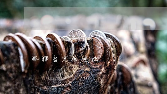 狐狸当宠物违法 狐狸当宠物违法