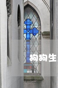 狗狗生产逾期五天 狗狗生产逾期五天