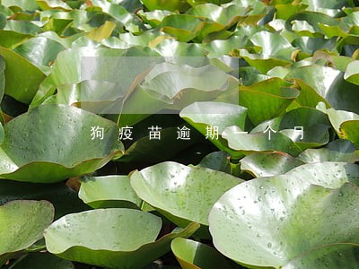 狗疫苗逾期一个月 狗疫苗逾期一个月