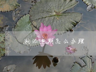 狗证逾期怎么办理 狗证逾期怎么办理