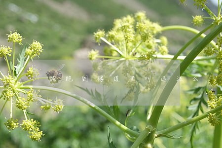 狗跑到楼道里叫违法么 狗跑到楼道里叫违法么