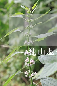 独山基长土地违法 独山基长土地违法