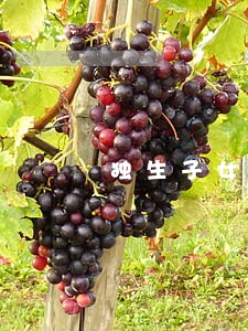 独生子女费父母有两份