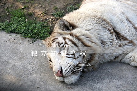 独立知识产权 独立知识产权