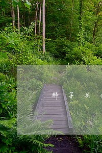 狮子头借款逾期利息