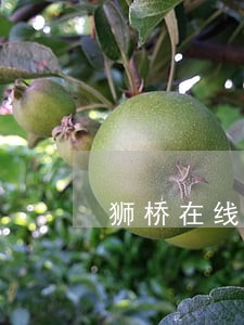 狮桥在线逾期几天会上征信吗