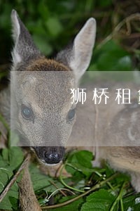 狮桥租赁逾期