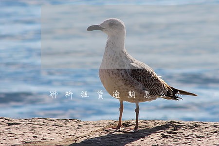 狮桥租赁逾期怎么办 狮桥租赁逾期怎么办