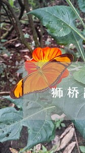 狮桥融资租赁逾期多久扣车 狮桥融资租赁逾期多久扣车