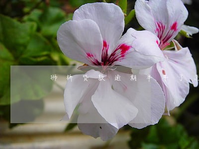 狮桥贷款逾期半年了怎么办 狮桥贷款逾期半年了怎么办