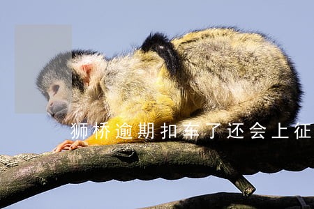 狮桥逾期扣车了还会上征信吗