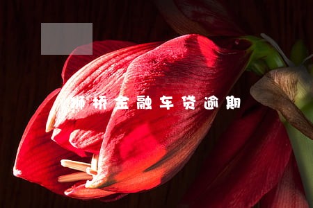 狮桥金融车贷逾期 狮桥金融车贷逾期