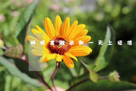 狮桥金融逾期一天上征信吗 狮桥金融逾期一天上征信吗