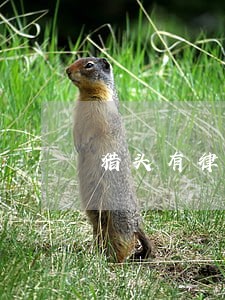 猎头有律师证 猎头有律师证