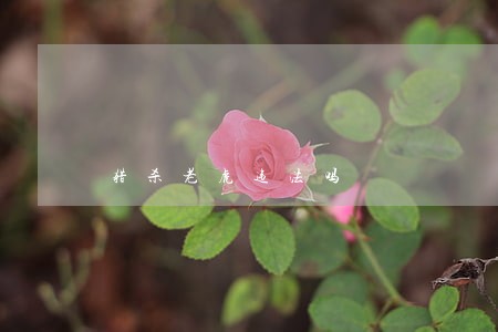 猎杀老虎违法吗 猎杀老虎违法吗