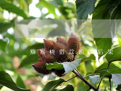 猕猴桃借款逾期后果 猕猴桃借款逾期后果