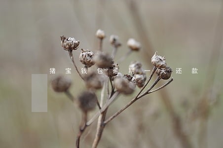 猪宝钱包逾期一天还款 猪宝钱包逾期一天还款