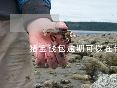 猪宝钱包逾期可以在借 猪宝钱包逾期可以在借