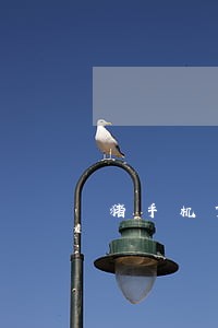 猪手机贷逾期上征信吗