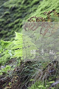 猪手机逾期100天 猪手机逾期100天