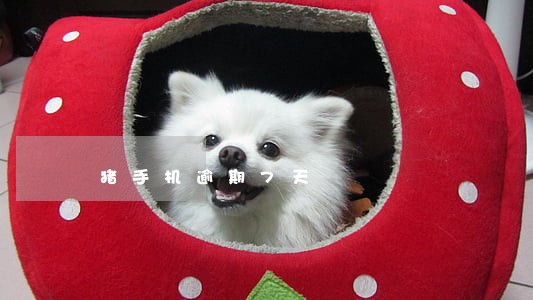 猪手机逾期7天 猪手机逾期7天