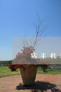 猪手机逾期90天 猪手机逾期90天
