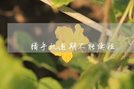 猪手机逾期不能续租 猪手机逾期不能续租
