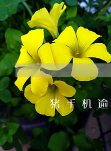 猪手机逾期会被套路吗 猪手机逾期会被套路吗