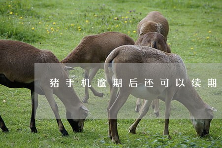 猪手机逾期后还可以续期吗 猪手机逾期后还可以续期吗