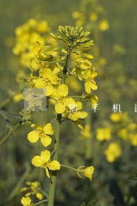 猪手机逾期多久爆 猪手机逾期多久爆