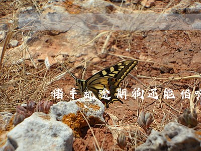 猪手机逾期狗还能借嘛
