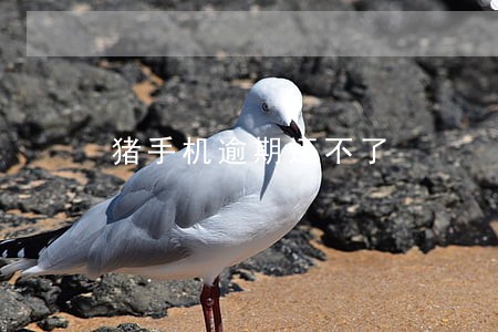 猪手机逾期还不了 猪手机逾期还不了