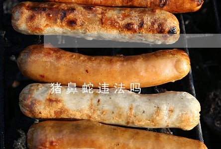 猪鼻蛇违法吗 猪鼻蛇违法吗