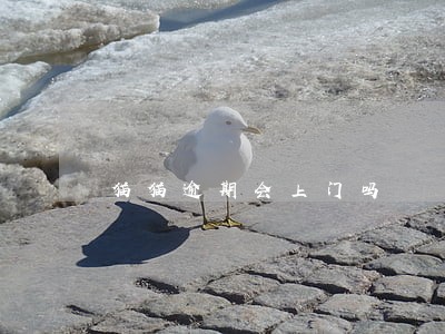 猫猫逾期会上门吗 猫猫逾期会上门吗