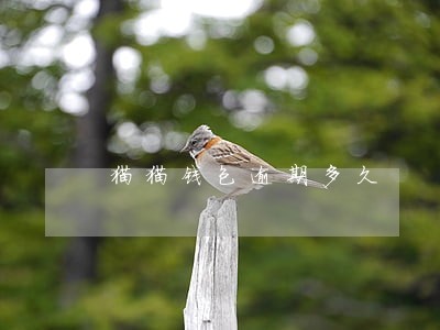 猫猫钱包逾期多久 猫猫钱包逾期多久