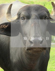猫猫钱包逾期怎么样 猫猫钱包逾期怎么样