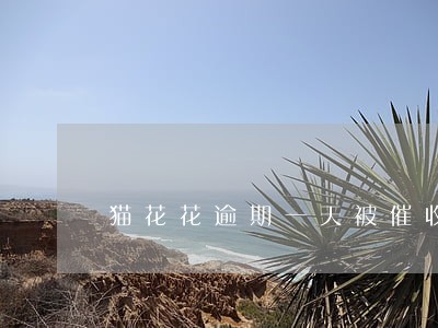 猫花花逾期一天被催收 猫花花逾期一天被催收