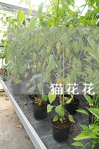猫花花逾期中随时现金能下款吗 猫花花逾期中随时现金能下款吗