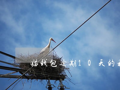 猫钱包逾期10天的利息 猫钱包逾期10天的利息